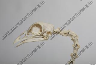Photo Textures of Hen Skeleton